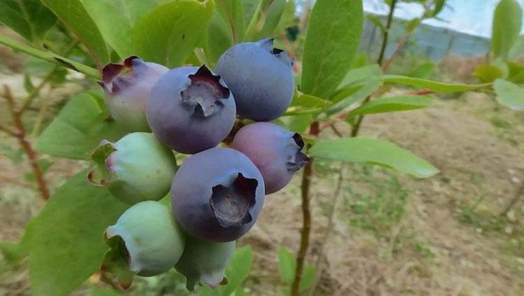 İDRAR YOLLARINI TEMİZLER VE KORUR