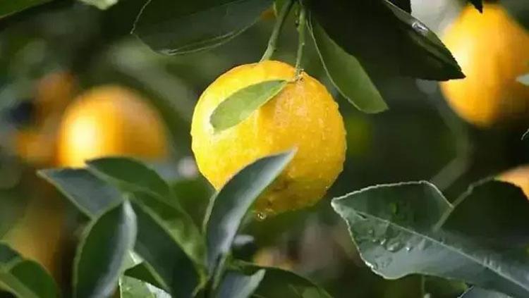 KAN DOLAŞIMINI ARTIRIR