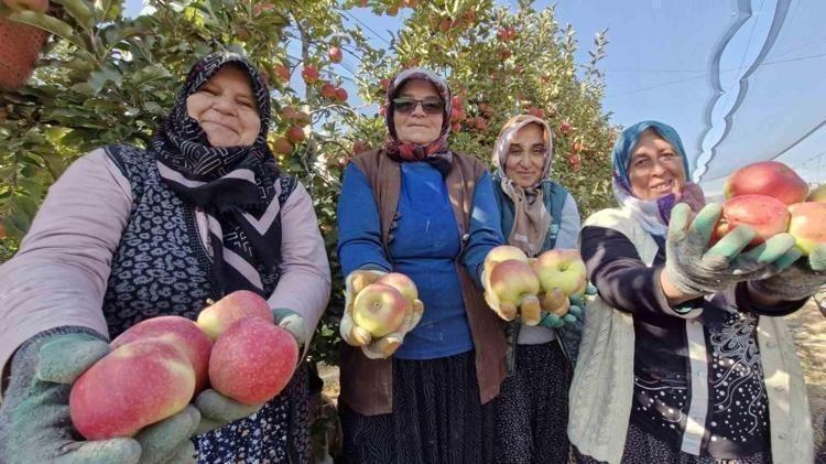 Son hasadı yapıldı, Türkiyenin en kalitelisi seçildi En güçlü antioksidan: Kalbe giden damarlarda yağ çözücü etkisi yaratıyor