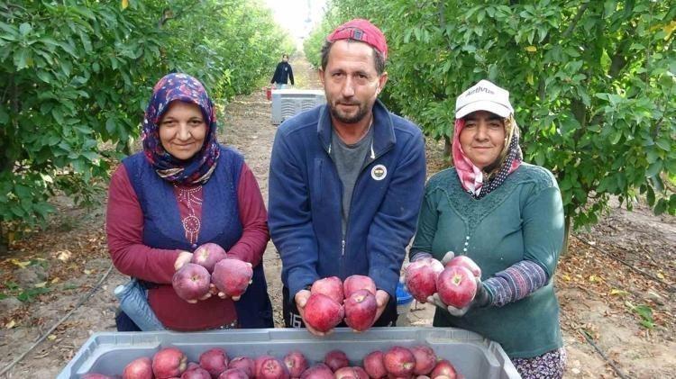 “TÜRKİYE’NİN EN KALİTELİ ELMASI HASAT EDİLİYOR”