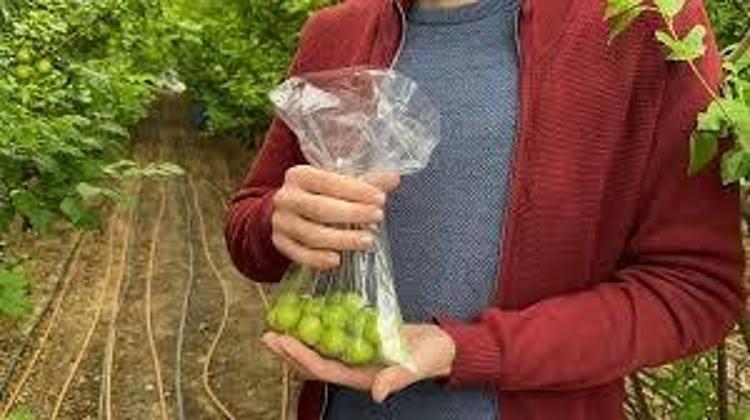Türkiyenin üretiminde ilk sıralarda yer alıyor Geç başlayan hasat erken bitti: Kilosu 8 bin liradan 400 liraya düştü, vücudun su tutmasını engelliyor, ödemi anında atıyor