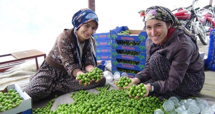 Türkiyenin üretiminde ilk sıralarda yer alıyor Geç başlayan hasat erken bitti: Kilosu 8 bin liradan 400 liraya düştü, vücudun su tutmasını engelliyor, ödemi anında atıyor