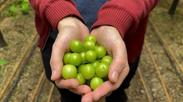 Türkiyenin üretiminde ilk sıralarda yer alıyor Geç başlayan hasat erken bitti: Kilosu 8 bin liradan 400 liraya düştü, vücudun su tutmasını engelliyor, ödemi anında atıyor