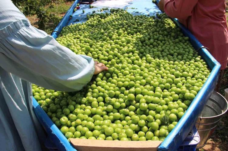 Türkiyenin üretiminde ilk sıralarda yer alıyor Geç başlayan hasat erken bitti: Kilosu 8 bin liradan 400 liraya düştü, vücudun su tutmasını engelliyor, ödemi anında atıyor