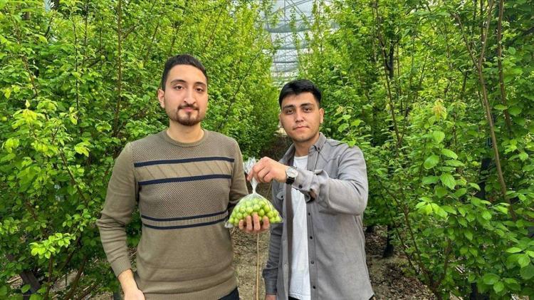 Eriğin faydaları nelerdir
