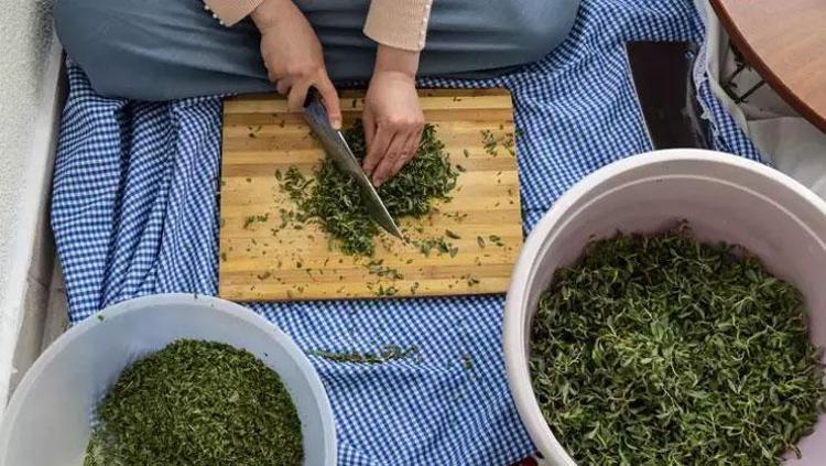 Sivaslıların favori lezzeti Yemeğini yapıp kaşık kaşık yiyin: Kalp sağlığını koruyor, kendiliğinden yetişiyor