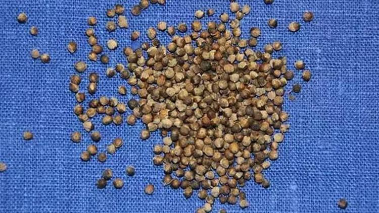 Doğal hormon düzenleyici olarak biliniyor Ruh halini iyileştirici özelliği bulunuyor: Menopoz belirtilerini rahatlatıyor, iltihabın kökünü kurutuyor