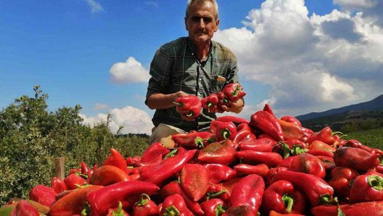 250 MİLYON DOLARLIK İHRACAT GERÇEKLEŞTİRİLDİ