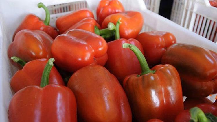 İhracat şampiyonu belli oldu Almanya, Romanya ve Hollandaya kilo kilo gönderiliyor: Dünyada rekabet düzeyi artıyor