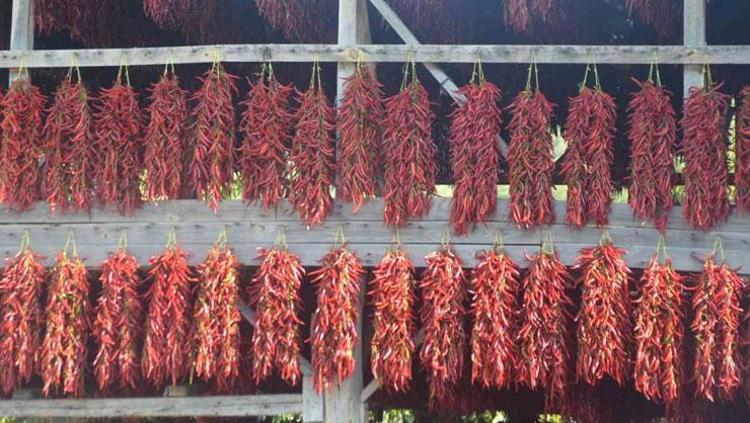 SAĞLIĞA DA FAYDALARI VAR