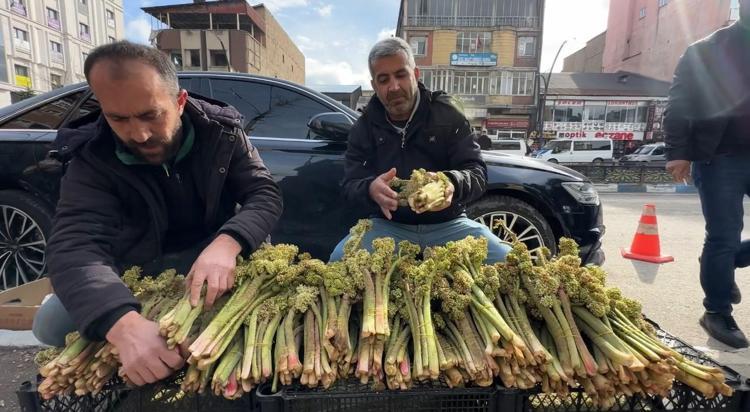 Hakkari dağlarında kendi kendine yetişiyor, toplaması çok zahmetli Destesi 100 TL: Tıkalı damarları yağ çözücü gibi açıp tansiyonu ve kan şekerini dengeliyor