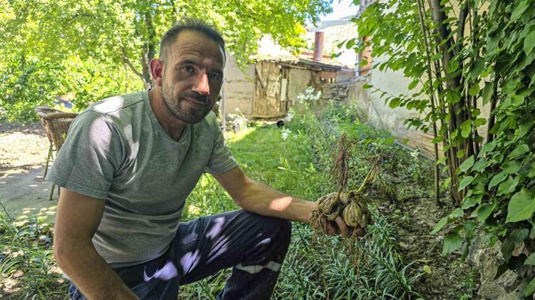 TAŞ VE KUM OLUŞUMUNA KARŞI KORUYUCU ETKİ
