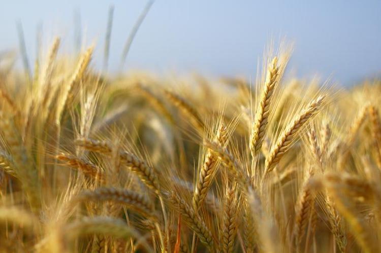 Haşlayıp kaşık kaşık yiyin Kemikleri mermer gibi güçlendirip bağırsakları harıl harıl çalıştırıyor, magnezyum, çinko ve protein deposu