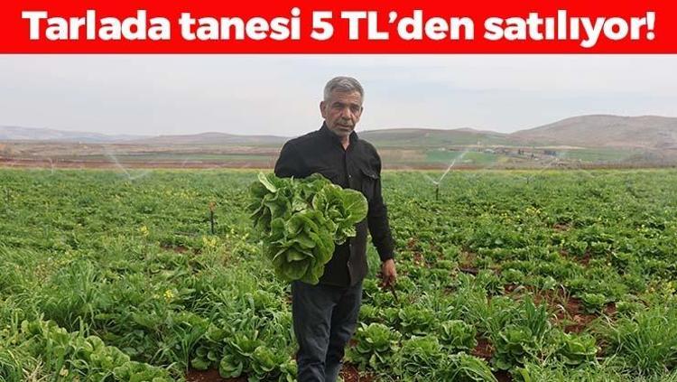 Amik Ovasında hasadı başladı Tanesi 5 TL: Böbrekleri diyalizin pençesinden kurtarıp tıkalı damarları yağ çözücü gibi açıyor