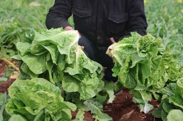 Amik Ovasında hasadı başladı Tanesi 5 TL: Böbrekleri diyalizin pençesinden kurtarıp tıkalı damarları yağ çözücü gibi açıyor