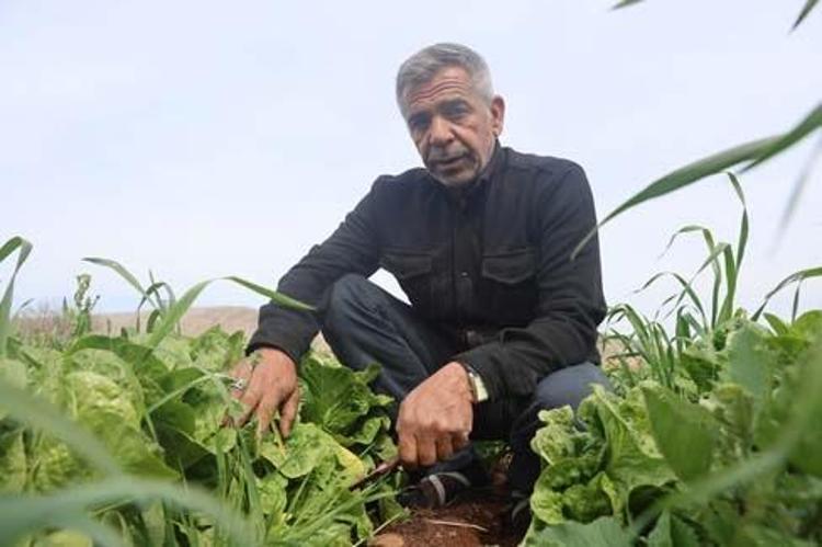 BÖBREKLERİN ÇALIŞMASINI DESTEKLER
