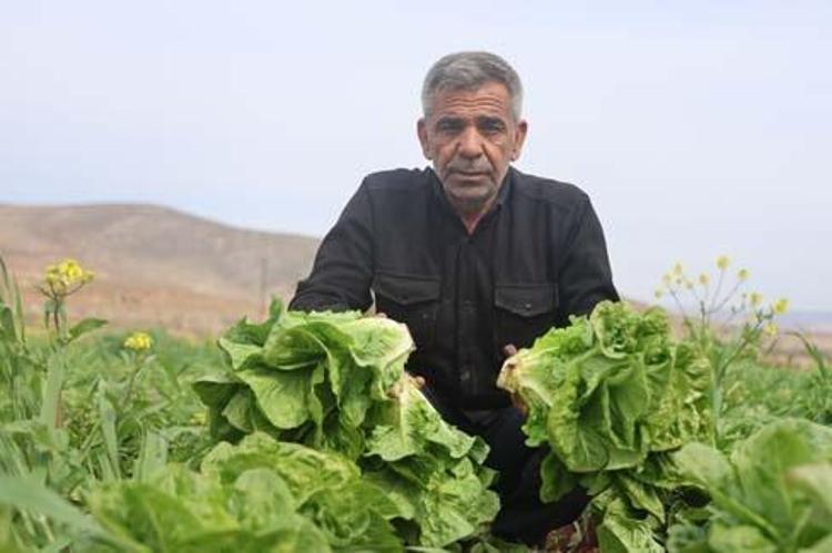 Amik Ovasında hasadı başladı Tanesi 5 TL: Böbrekleri diyalizin pençesinden kurtarıp tıkalı damarları yağ çözücü gibi açıyor