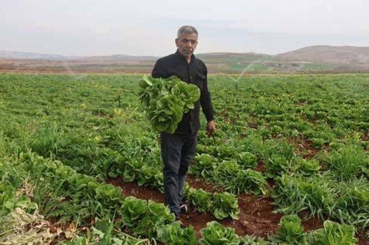 DOĞAL BİR SAKİNLEŞTİRİCİDİR