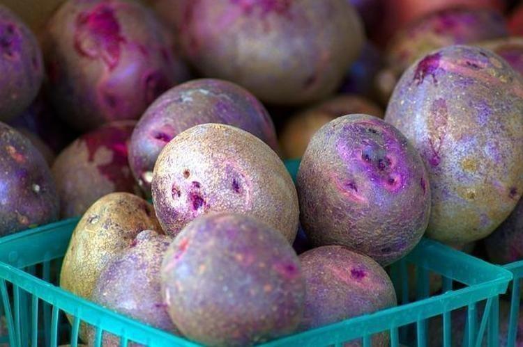 TATLI MOR PATATES NASIL TÜKETİLMELİ