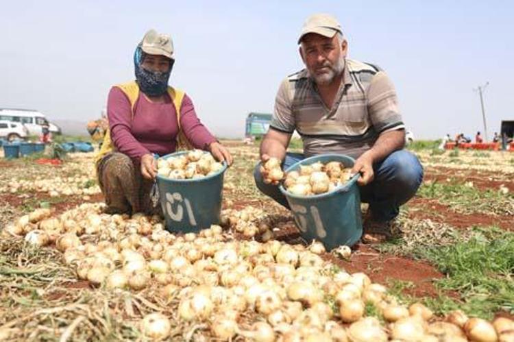 KALP VE DAMAR SAĞLIĞINI DESTEKLER