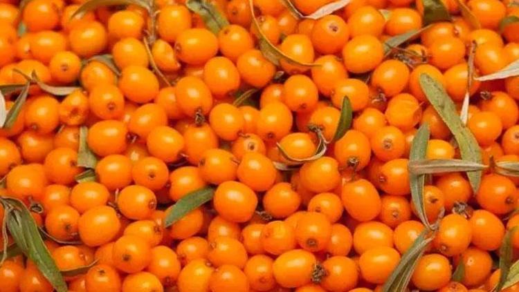 AĞRI VE İLTİHABA KARŞI DOĞAL ÇÖZÜM