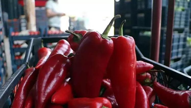 Közleyerek yiyince faydası artıyor Tam bir C vitamini deposu: Salatasını yapıp içine sarımsak ekleyin