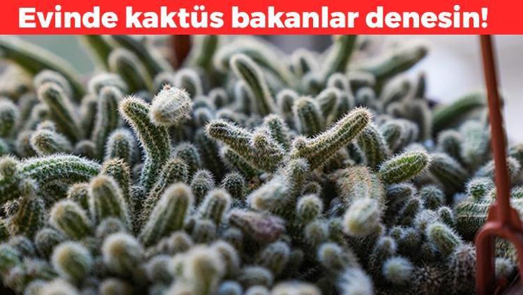 Kaktüse çiçek açtırıyor 1 damlası bile yetiyor: Evinde kaktüs olanlar denesin