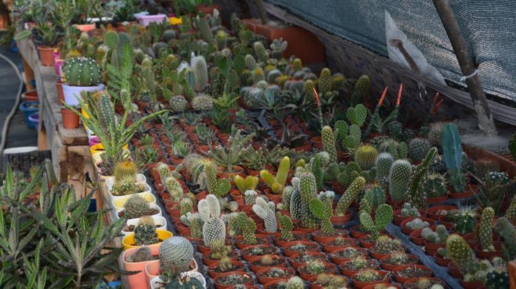 Kaktüse çiçek açtırıyor 1 damlası bile yetiyor: Evinde kaktüs olanlar denesin