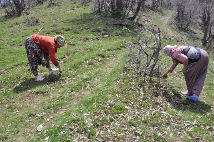 Hastalıklara karşı şifa kaynağı, virüs ve bakterilere karşı bağışıklık sistemini güçlendiriyor Dağdan toplanıyor, kilosu 10 bin TLye satılıyor