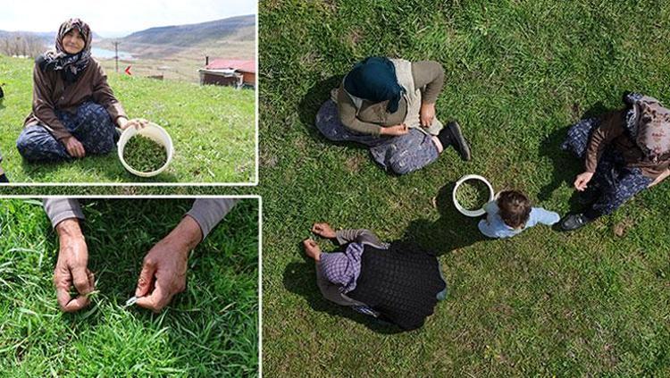 Sivasta hasadı başladı Kendiliğinden yetişiyor, tek tek elle toplanıyor: Sivaslıların favori lezzeti, kemikleri çelik gibi yapıyor