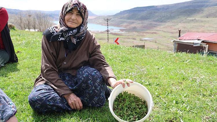 Sivasta hasadı başladı Kendiliğinden yetişiyor, tek tek elle toplanıyor: Sivaslıların favori lezzeti, kemikleri çelik gibi yapıyor
