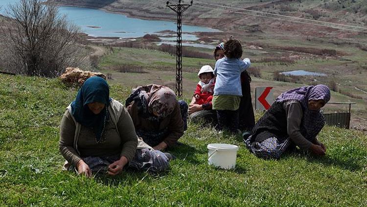 Sivasta hasadı başladı Kendiliğinden yetişiyor, tek tek elle toplanıyor: Sivaslıların favori lezzeti, kemikleri çelik gibi yapıyor