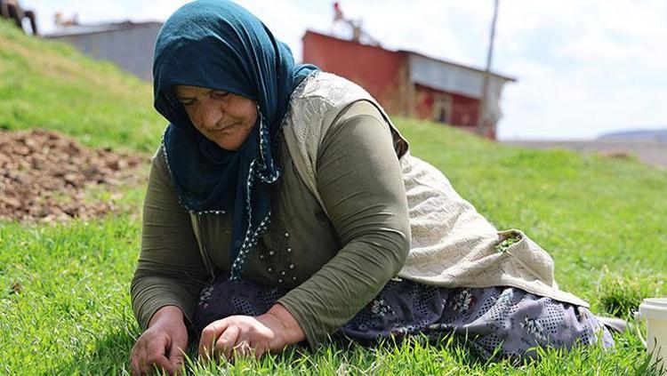 KEMİK SAĞLIĞINA DOĞAL DESTEK: MADIMAK OTU