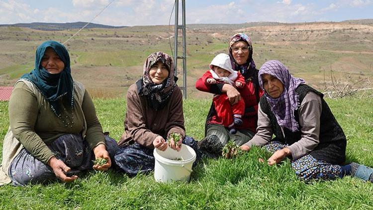 Sivasta hasadı başladı Kendiliğinden yetişiyor, tek tek elle toplanıyor: Sivaslıların favori lezzeti, kemikleri çelik gibi yapıyor