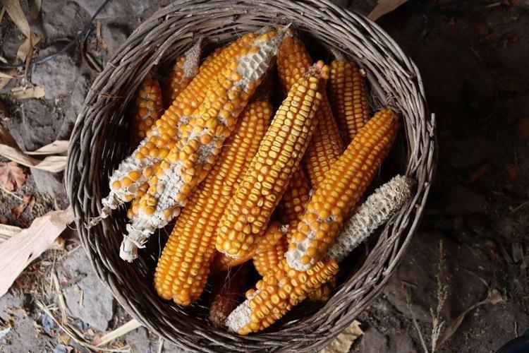 Altın kadar değerli Püskülünü çöpe atan bin pişman oluyor, yiyenin vücuduna hastalık girmiyor