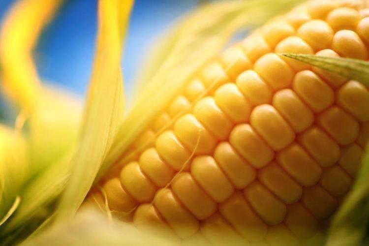 Altın kadar değerli Püskülünü çöpe atan bin pişman oluyor, yiyenin vücuduna hastalık girmiyor