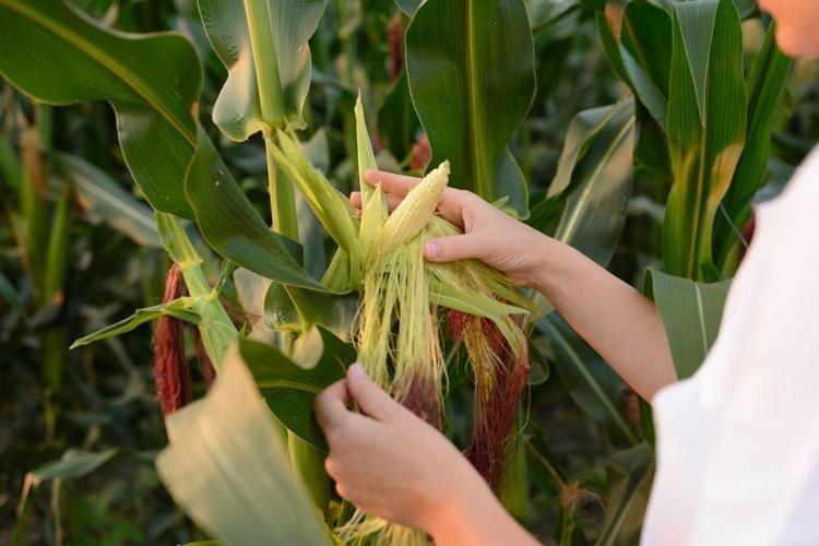 Altın kadar değerli Püskülünü çöpe atan bin pişman oluyor, yiyenin vücuduna hastalık girmiyor
