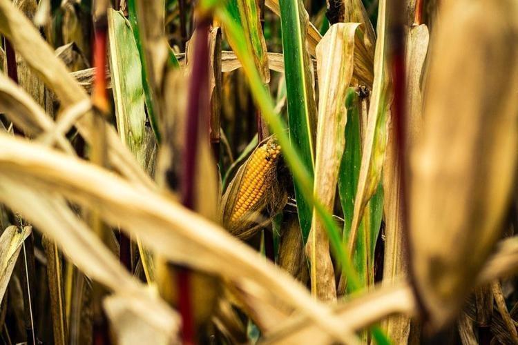 Altın kadar değerli Püskülünü çöpe atan bin pişman oluyor, yiyenin vücuduna hastalık girmiyor