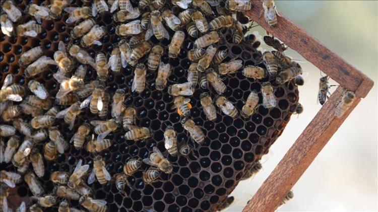 Karadenize gidenler kavanoz kavanoz alıyor Turistlerin vazgeçilmezi: Doğal astım ilacı, 1 kaşık yiyen 10 yıl hastaneye uğramıyor