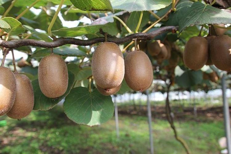 Canan Karatay yaşlanma karşıtı besini açıkladı: Her gün yiyen 10 yıl gençleşiyor