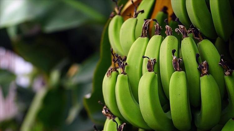 Doğanın potasyum kralı 1 aylık vitamin ihtiyacını tek seferde karşılıyor: Mide ve bağırsakları saat gibi tıkır tıkır çalıştırıyor