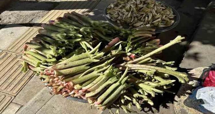 Elazığda şifa deposu: Pazar tezgahlarındaki yerini aldı: Kilosu 150 liradan satılıyor Bir tek ölümsüzlüğe çaresi yok, şeker hastalarına şifa oluyor