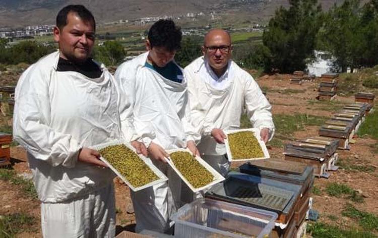 B12 ve demire zirve yaptırıyor Hasadı başladı, kilosu bin 300 TL: Her gün 1 tatlı kaşığı yiyince erkenden yaşlanmayı önlüyor