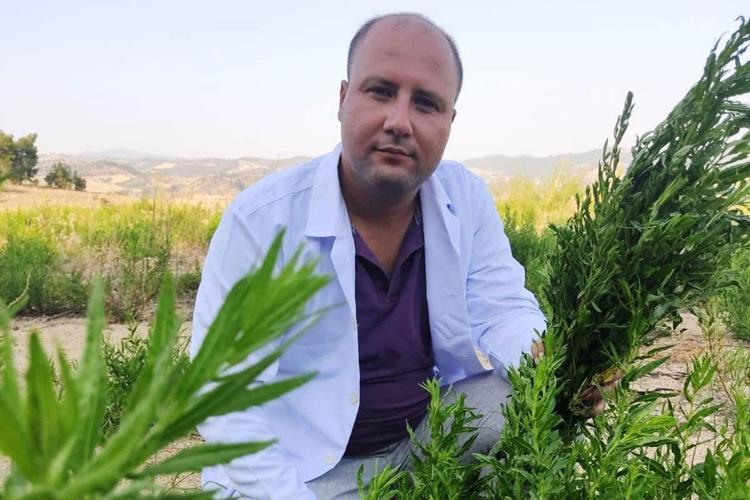 Doğal balgam söktürücü İbrahim Saraçoğlu öneriyor: Çayını yapıp bardak bardak için, yüzlerce yıllık doğal öksürük şurubu