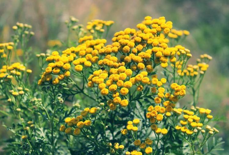 Doğal balgam söktürücü İbrahim Saraçoğlu öneriyor: Çayını yapıp bardak bardak için, yüzlerce yıllık doğal öksürük şurubu