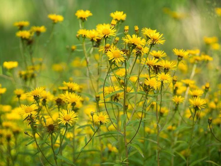 Doğal balgam söktürücü İbrahim Saraçoğlu öneriyor: Çayını yapıp bardak bardak için, yüzlerce yıllık doğal öksürük şurubu