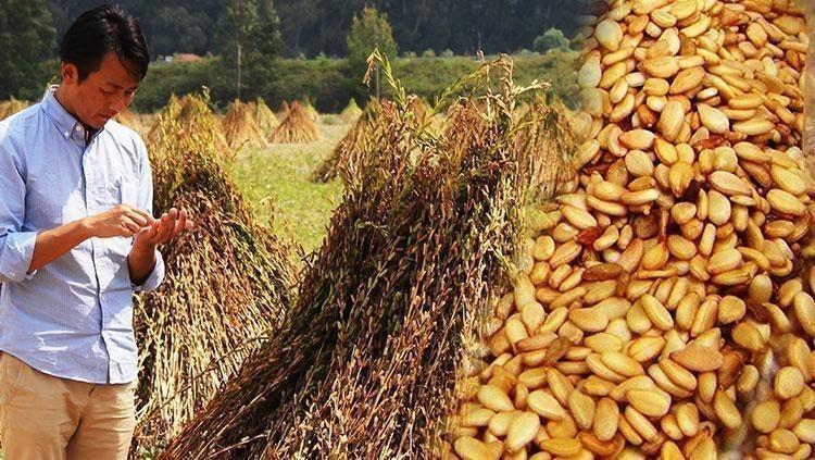 Türkiyede üretiliyor Japonlar kapış kapış alıyor Dünyanın hayran olduğu bitki: Antioksidan, Omega-3, magnezyum kaynağı