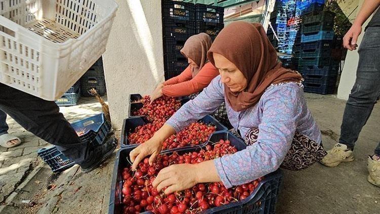 Antalyada yılın ilk hasadı başladı Kilosu 1000 TLden satılıyor: İltihabı kurutup tıkalı damarları yağ sökücü gibi açıyor, kolesterolü dengeliyor Doğal tansiyon ilacı