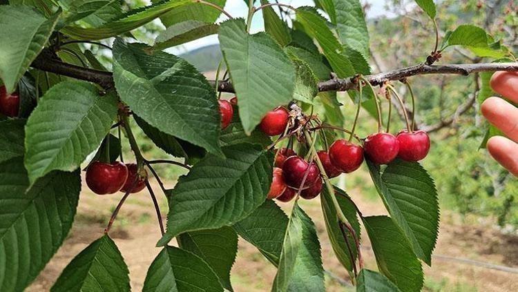 Antalyada yılın ilk hasadı başladı Kilosu 1000 TLden satılıyor: İltihabı kurutup tıkalı damarları yağ sökücü gibi açıyor, kolesterolü dengeliyor Doğal tansiyon ilacı