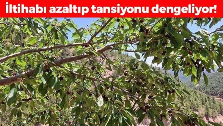 Antalyada yılın ilk hasadı başladı Kilosu 1000 TLden satılıyor: İltihabı kurutup tıkalı damarları yağ sökücü gibi açıyor, kolesterolü dengeliyor Doğal tansiyon ilacı